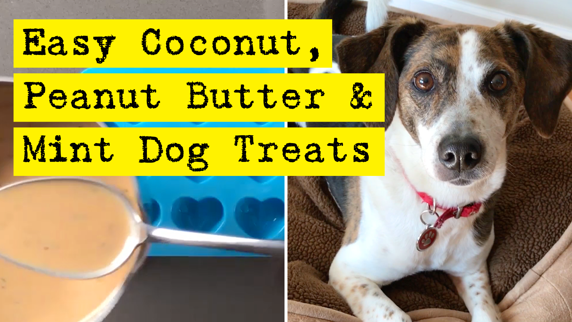 Easy Coconut Peanut Butter And Mint Dog Treats by DIY Presto!