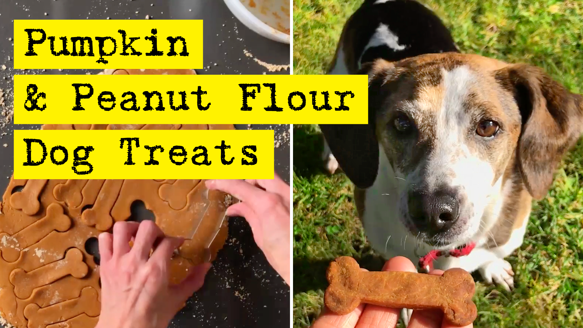 Pumpkin and Peanut Flour Dog Treats Recipe by DIY Presto!